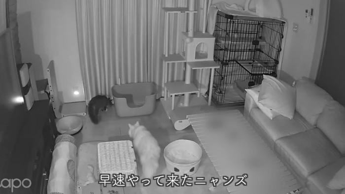 テロップ「早速やってきた~」