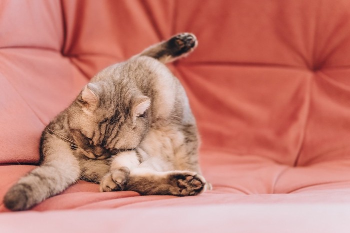 お尻を舐めている猫