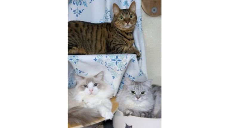 集まっている猫たち