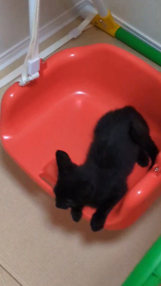 ブランコの上に乗る子猫