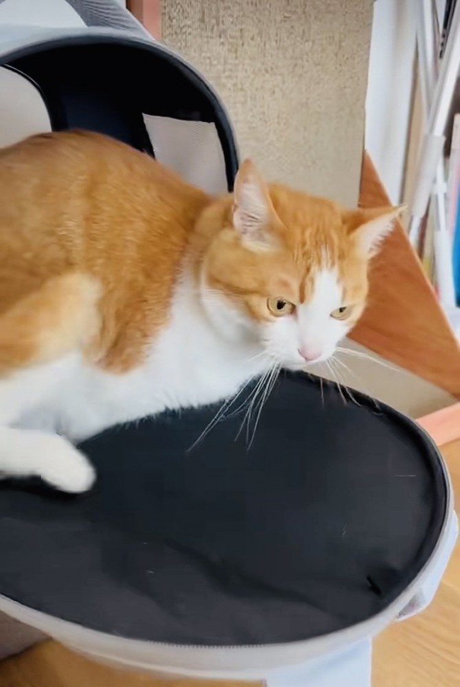 猫用キャリーに入る茶白猫