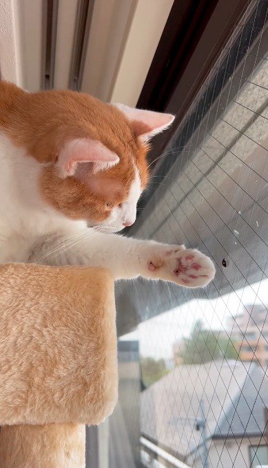 優しく虫を触る猫