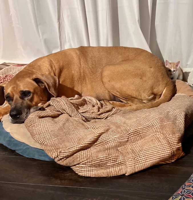 土佐犬に隠れる子猫