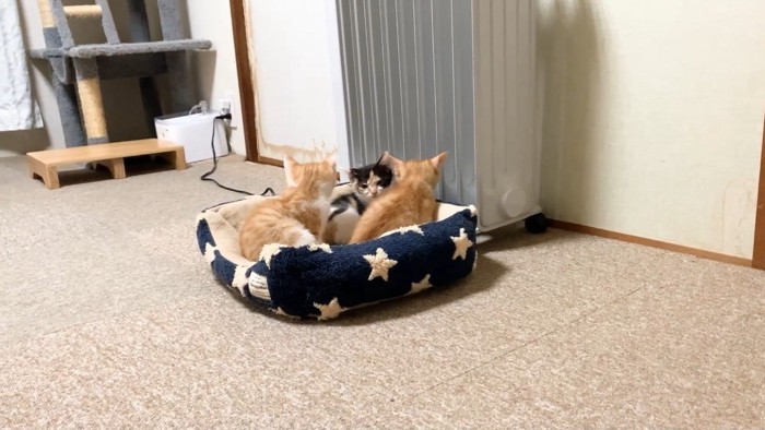 こちらを向く三毛ちゃん