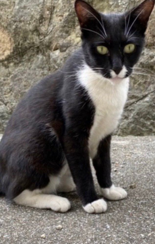 野良猫時代(全体)