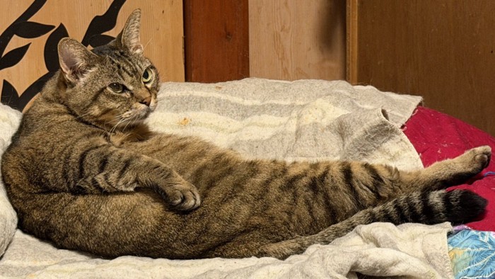 ユニークなおっさん座りをする猫