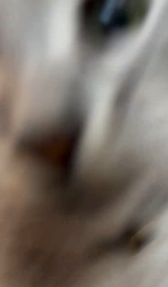 アップでぶれる猫