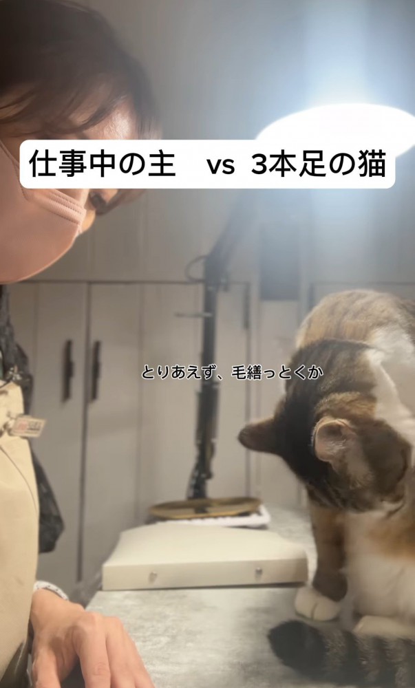 お腹を毛づくろいする猫