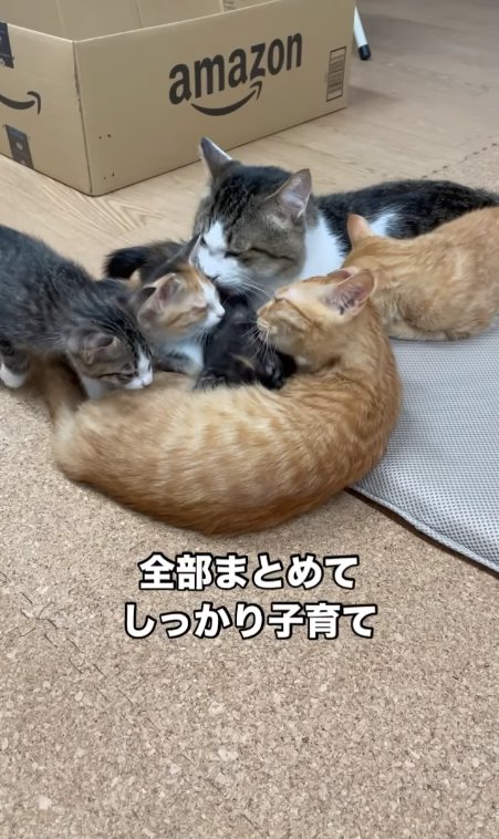 子猫5匹に囲まれている猫