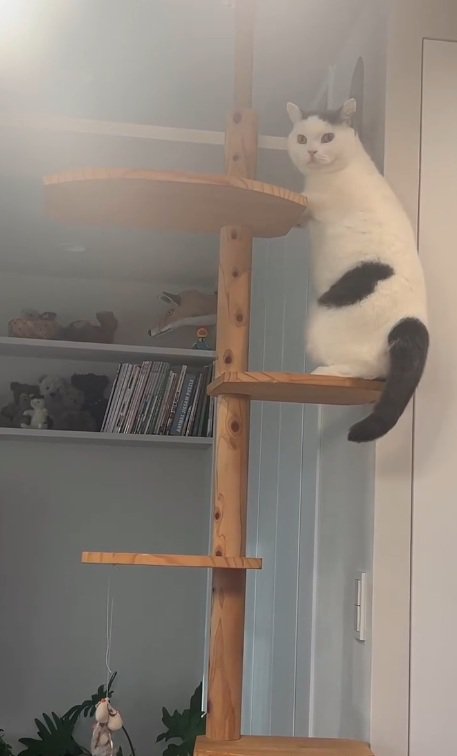 飼い主さんを見つめるカツヲくん