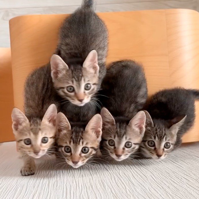 カメラを見上げる5頭の子猫