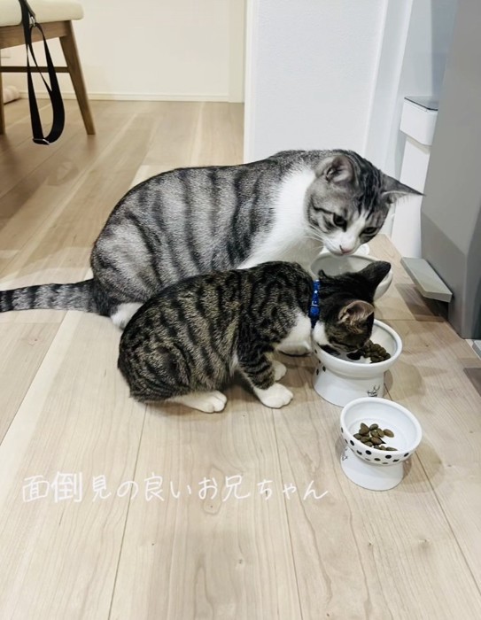 子猫の食事を見守るサバ白猫