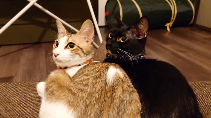振り向く2匹の猫