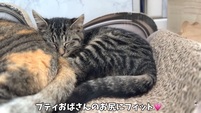 テロップ「プティおばさんの～」