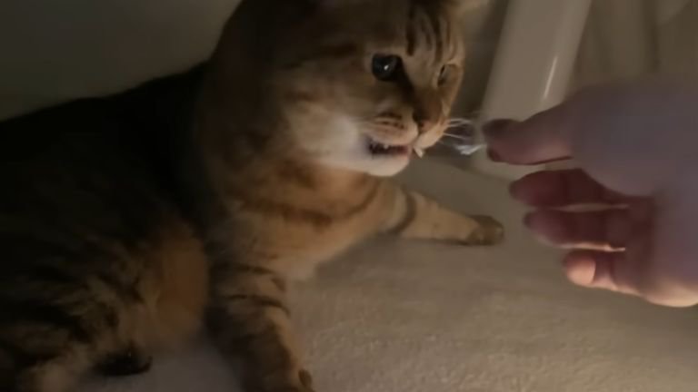 こたつの中の猫