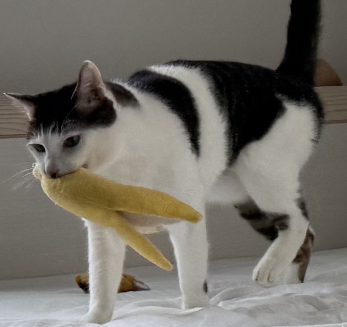 現在のセロイくん