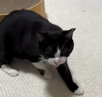 シャーする猫