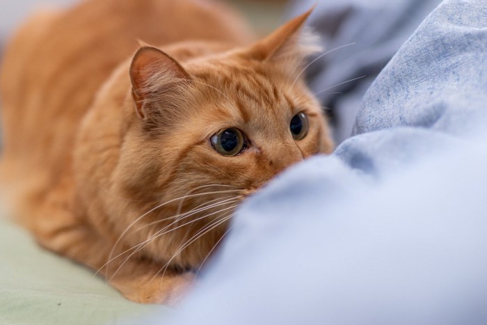 布団の影に隠れる猫