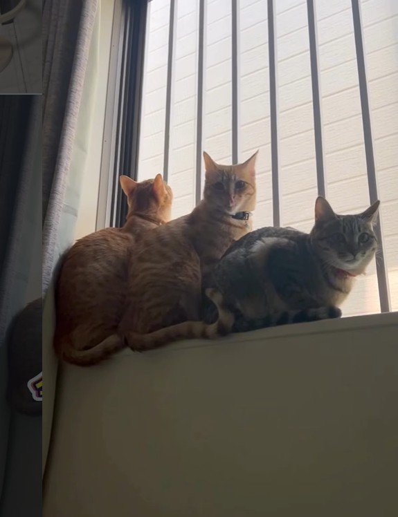 窓辺で寄り添う3匹の猫