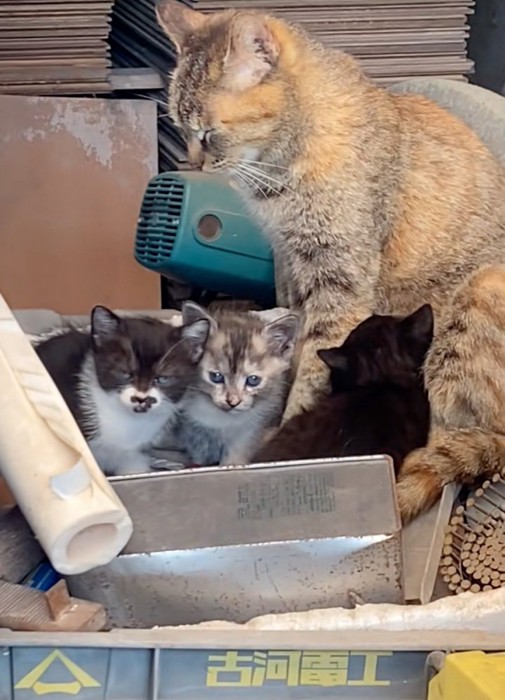 倉庫の中の猫家族