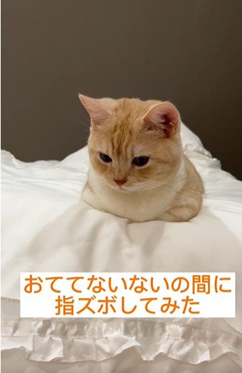 香箱座りをしている猫