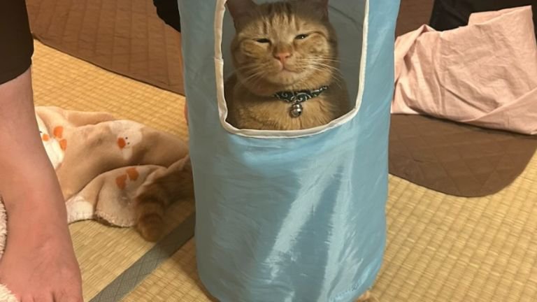 トンネルの中にいる猫