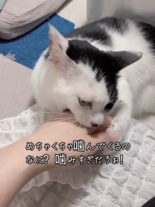 人の手を噛む猫