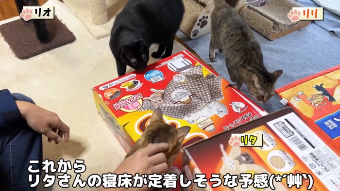 集まってくる3匹