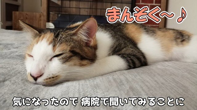 腹ばいで寝ている子猫