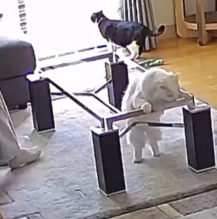 テーブルの枠とるとくん