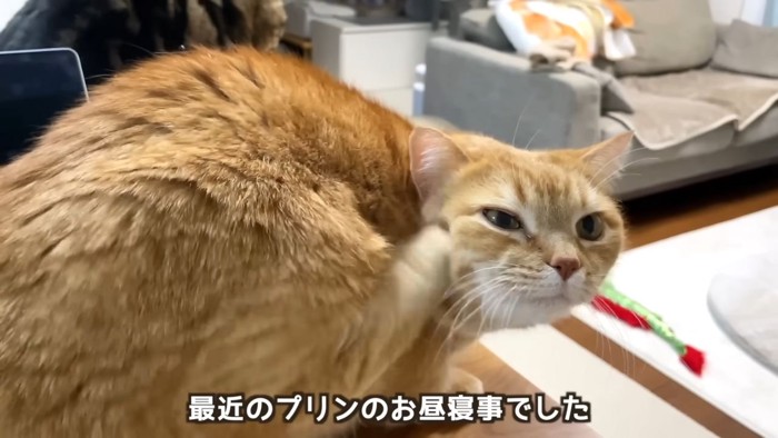 茶トラ猫とキジ柄猫
