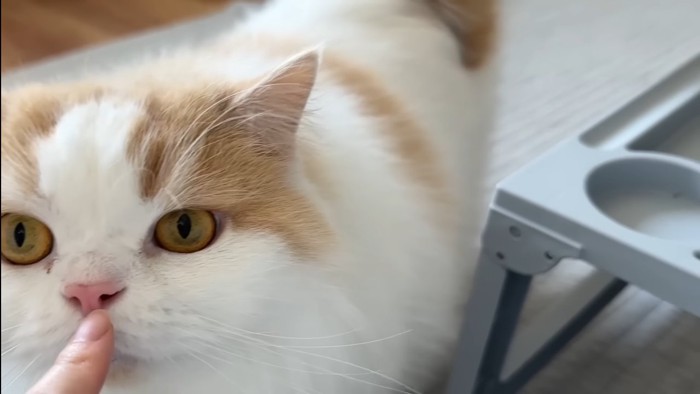 近寄ってきたレモンくん