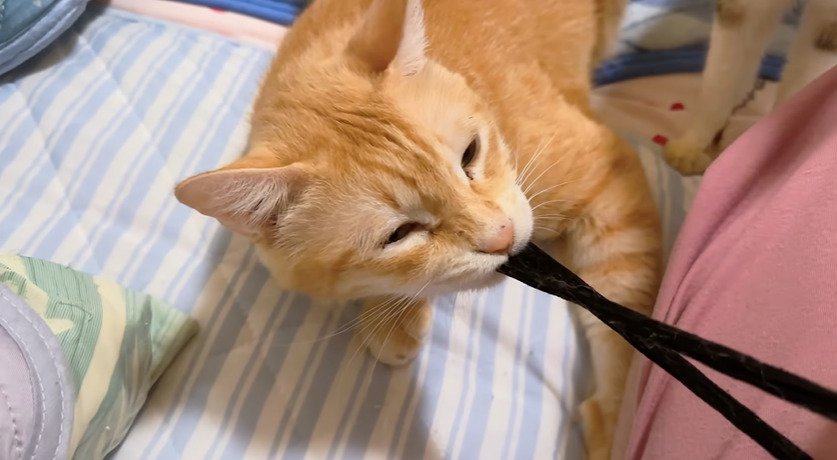 ゴムをひっぱる猫3