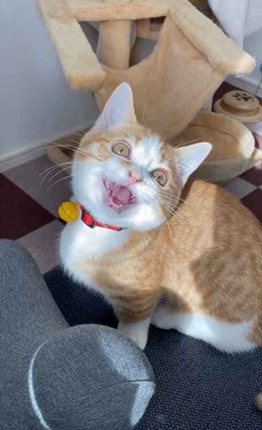 鳴いている子猫