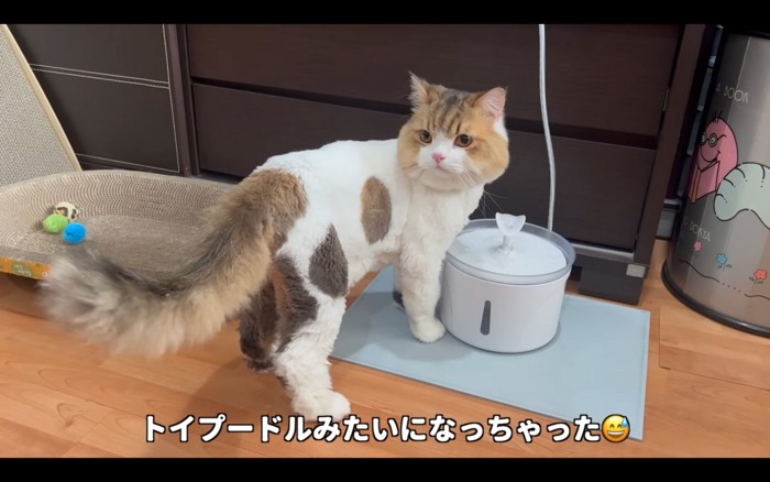 カットした猫