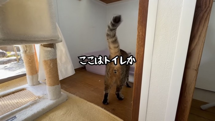 チェックする猫