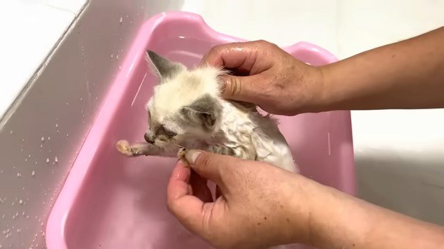 子猫をお風呂に入れる人の手1