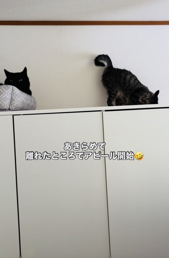 お尻を上げて黒猫にアピールするキジトラ猫