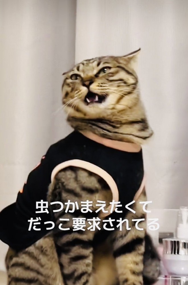 パパに抱っこを要求するキジトラ猫