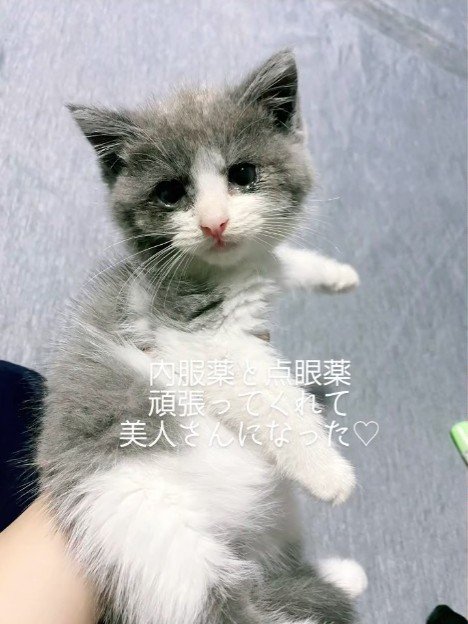 手で持たれる子猫