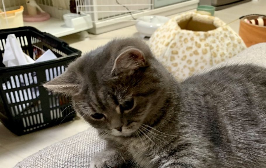 見つめる猫