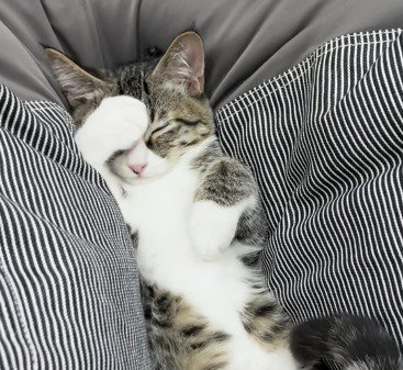 クッションの上で前足を顔に乗せながら眠るキジ白猫