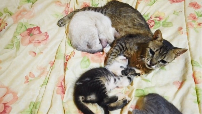 成猫に抱きしめられる子猫