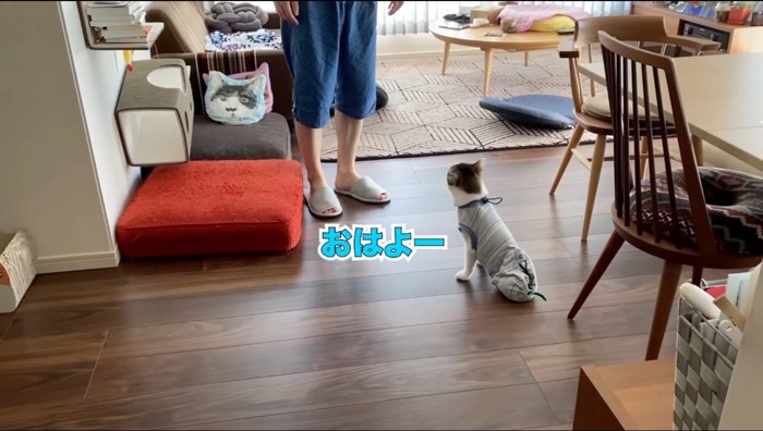 男性を見上げて鳴き声をあげる2本足の猫