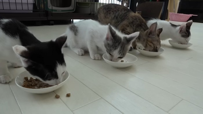 ごはんを食べる子猫