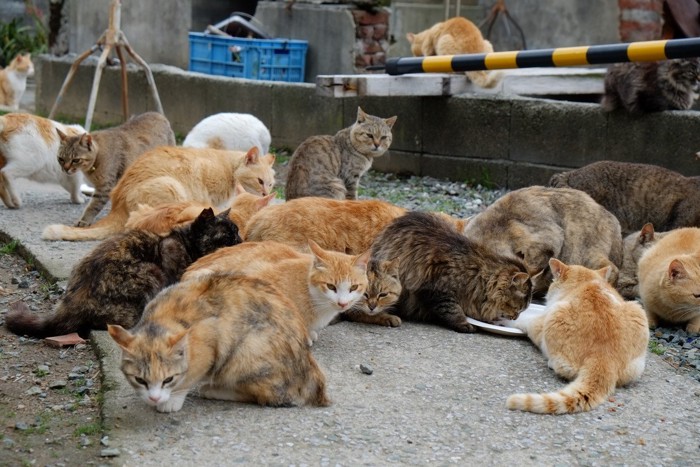 たくさんの島猫たち