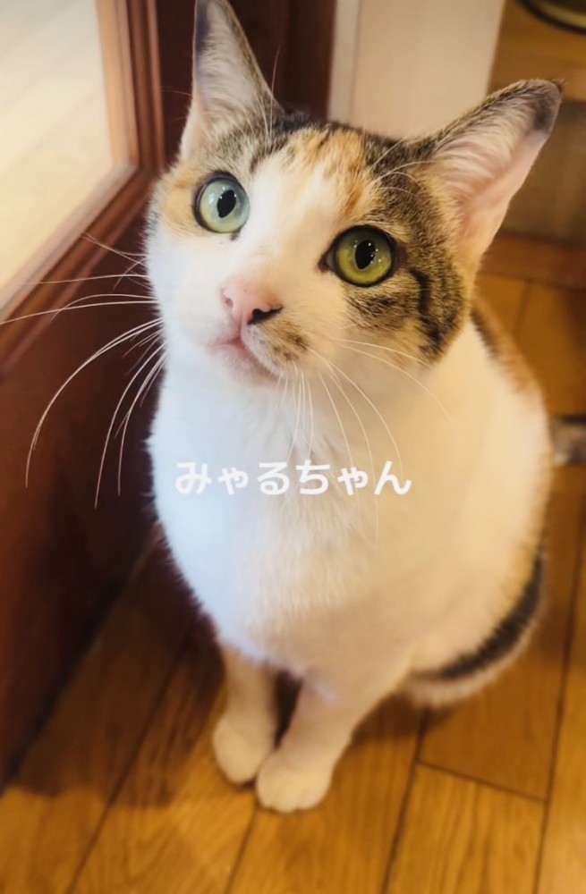 ママを見上げる三毛猫