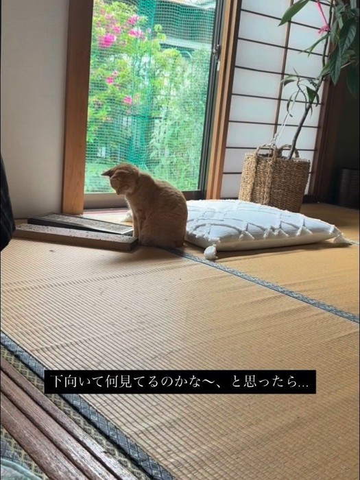 お座りする猫