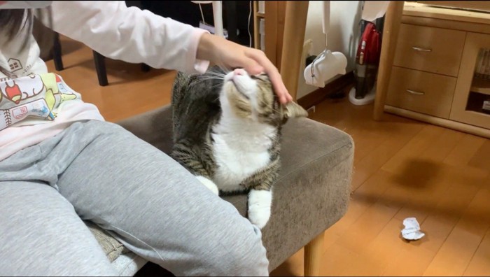 猫の頭を撫でてあげる女の子