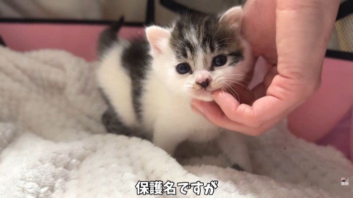 テロップ「保護名ですが」